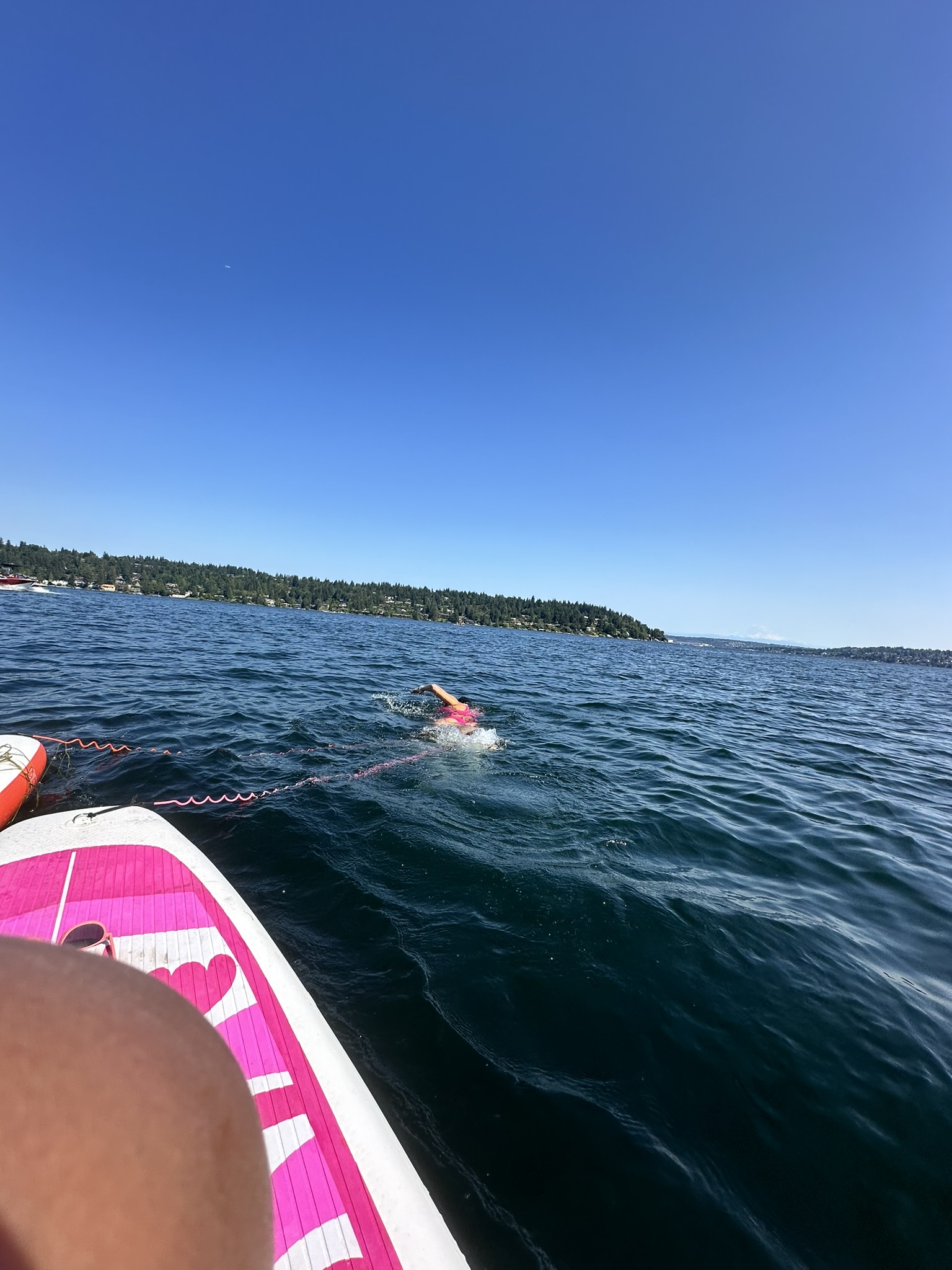 Swimming in Lake Washington, shot from a paddleboard — open water, blue sky, tree-lined shore