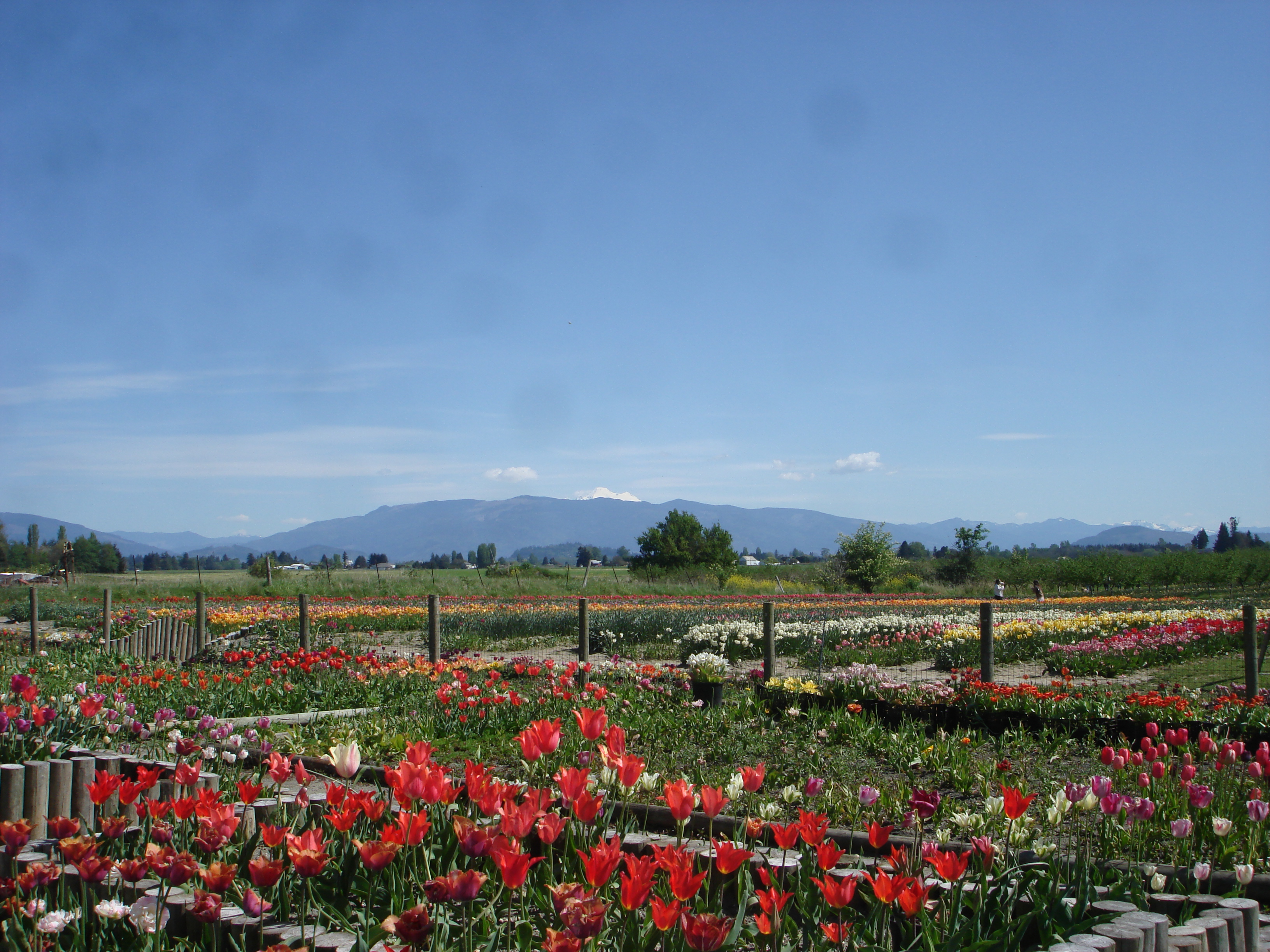 Wide view of multicolored tulip rows with snow-capped mountains in the background